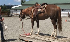 Procurando por algo novo? Conheça o Horse Agility