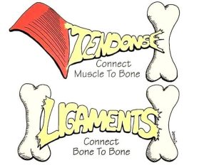 Músculos, tendões e ligamentos: conheça suas características e funções