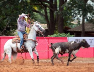 Os desafios da profissão treinador de cavalos