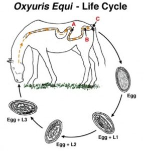 Oxyuris Equi