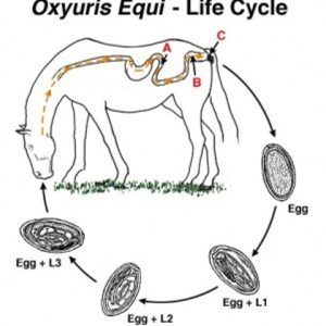 Oxyuris Equi