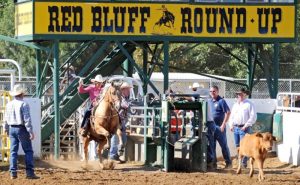 Mais uma boa classificação para laçador brasileiro na PRCA