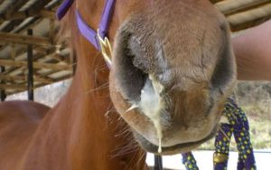 Surto de influenza equina na Argentina alerta brasileiros