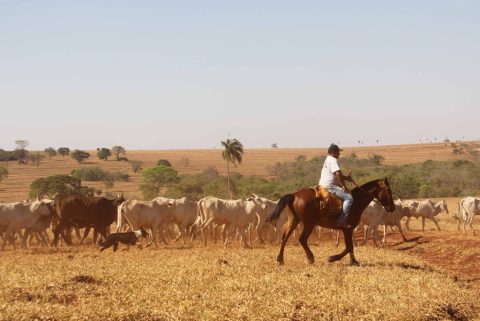 Algumas raças de cães de pastoreio usadas na lida dos cavalos com gado