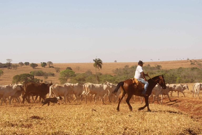 Algumas raças de cães de pastoreio usadas na lida dos cavalos com gado