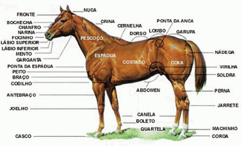 Entendendo o Cavalo Quarto de Milha