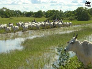 Lida com gado no Pantanal