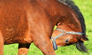 Dez maneiras de construir a linha superior do seu cavalo