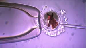 Dá para imaginar um clone que nem nasceu ser vendido por 500 mil?