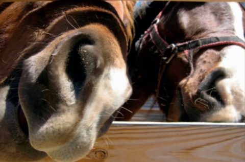 Doenças respiratórias dos cavalos