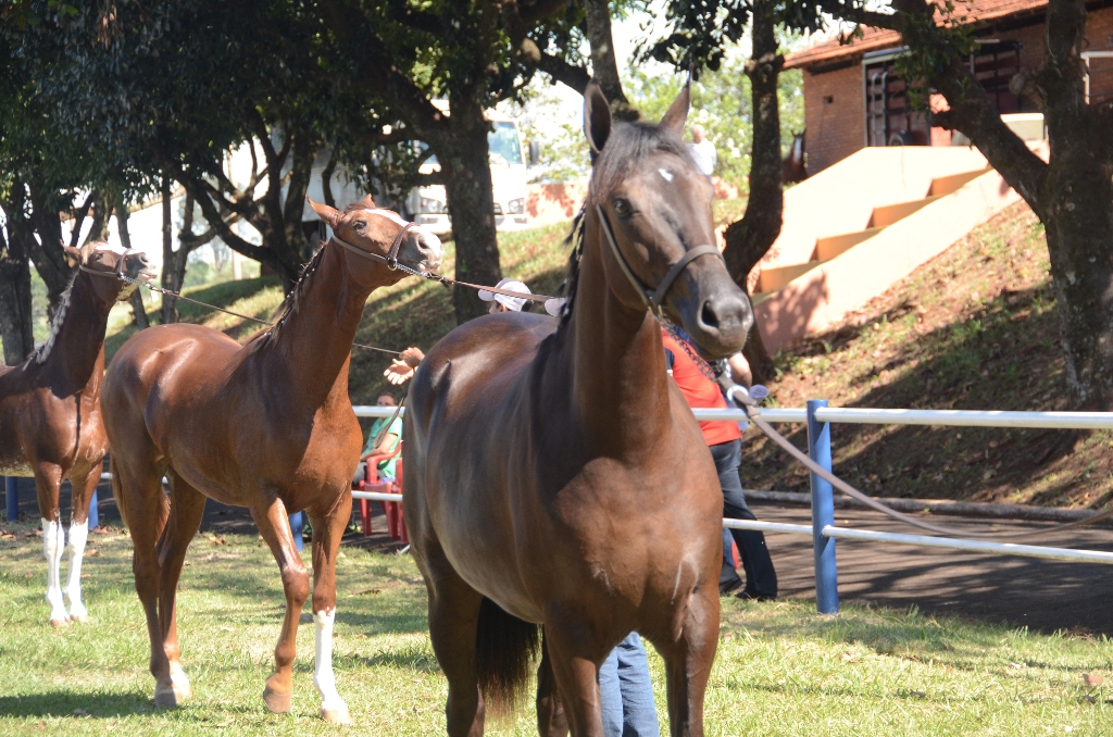 Cavalo Mangalarga esteve em destaque na Facilpa