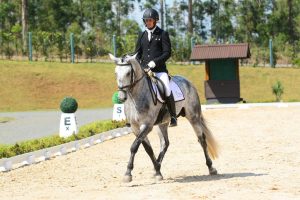 Qualidade premiada: Expo Internacional do Cavalo Lusitano em São Paulo