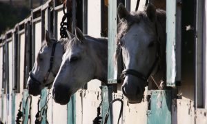 Algumas dicas para você escolher o lugar ideal para alojar seu cavalo