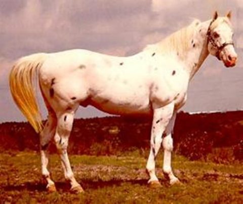Mr Spotted Bull