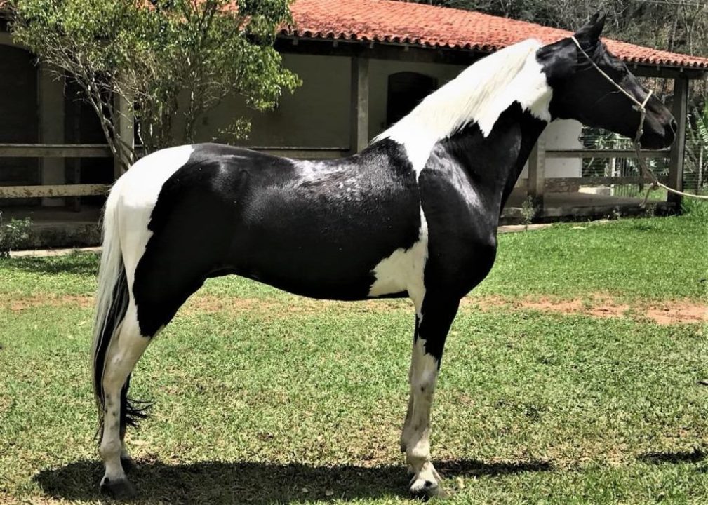 Retrospectiva 2021 – Cavalo Appaloosa - Cavalus