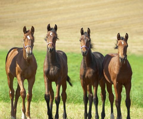Parascaris Equorum: um problema do desenvolvimento