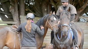 Trabalho voluntário com cavalos