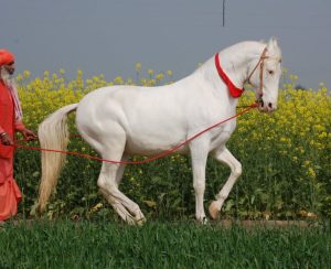 Marwari: a raça de cavalos que foi considerada divina na Índia