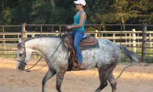 Três mitos facilmente encontrados no treinamento de cavalos