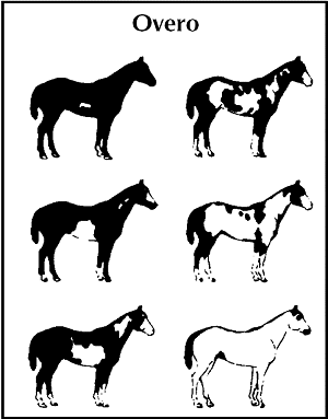 Dicas para Therians tipo: cavalo! Obs: nd é obrigatório! 