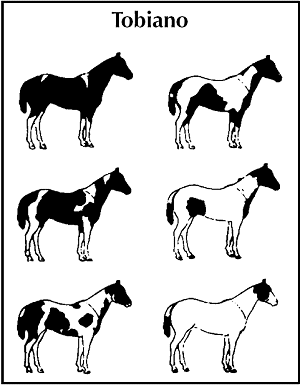 Dicas para Therians tipo: cavalo! Obs: nd é obrigatório! 