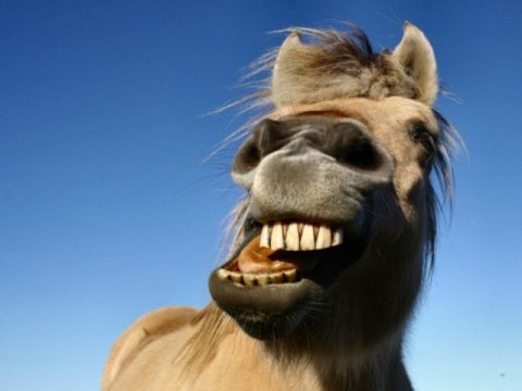 Cinco fatos curiosos sobre cavalos