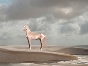 Akhal-Teke: o cavalo de pelos metálicos