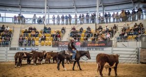 NCHA Austrália realizou seu Futurity 2018