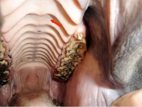 Cuidados Odontológicos: Saúde de Desempenho