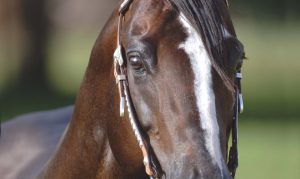 Campeão NRHA Futurity, Custom Crome conhecido por seu porte atlético