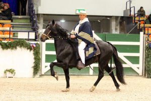 Cavalos Passo Peruano estão entre os mais belos do mundo