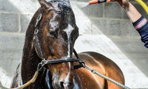 Quer deixar seu cavalo limpinho? Confira essas dicas!