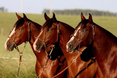 Seminário em São Paulo dá importância ao Bem-Estar Animal