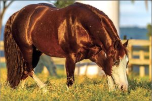 My CD Boonsmal, o animal mais pontuado da história da ANCA
