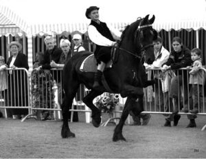 Cavalos Friesian: pérolas negras!