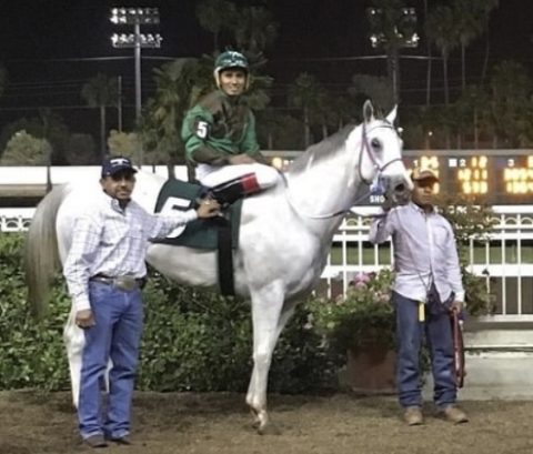 Cavalo de criação brasileira está na final do Golden State Derby