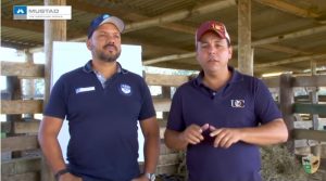 Peso da ferradura x movimentação do cavalo