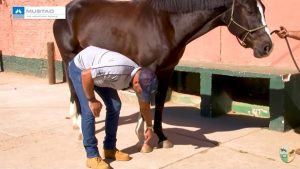 Avaliar o cavalo antes! Ferrageamento passo a passo 1