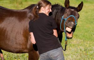 20 Fatos interessantes sobre cavalos
