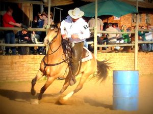 Boerperd o cavalo símbolo da África do Sul