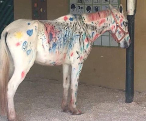 Afinal, a atividade lúdica com cavalos e tintas prejudica ou não?