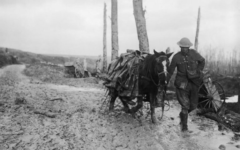 Cavalos de combate