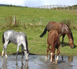 Leptospirose Equina