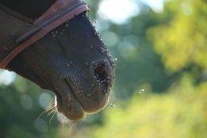 Menos moscas equivalem a menos estresse para você e seu cavalo