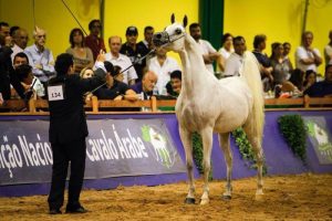 Os melhores cavalos Árabes do Brasil começam hoje a 37ª Nacional