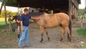 Precisa deixar o cavalo peludo no inverno?