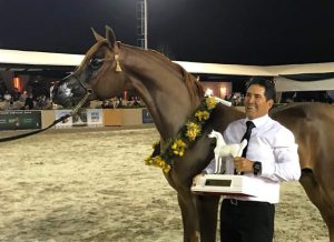 Prince Valentino FWM o mais novo campeão Nacional Potro da raça Árabe