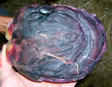 Laminite: inflamação das laminas do casco do cavalo