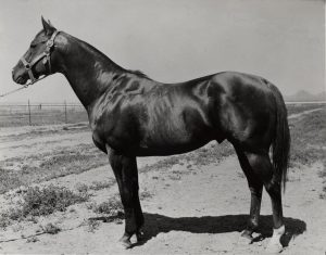 A história do cavalo cujo seus descendentes tornaram-se lendas mundiais