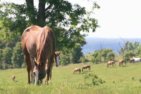 Suplemento alimentar para cavalos
